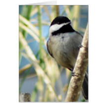 Chickadee Upclose Greeting Cards