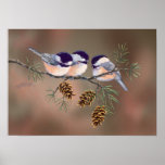 CHICKADEES & PINECONES by SHARON SHARPE Posters
