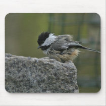 Chickdee taking bath mousepads