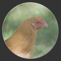 Chicken plates