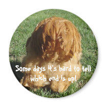 Chicken Butt, Some days it's hard to tell w... magnets by TheFeatherFactory Chicken Butt, Some days it's hard to tell w... magnets