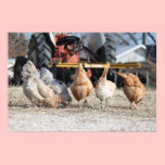 Chicken Butts Poster posters