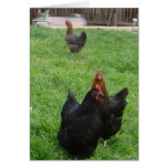 Chicken Greeting Card