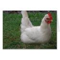 Chicken cards by dannamarie72 Chicken cards