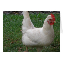 Chicken cards by dannamarie72 Chicken cards