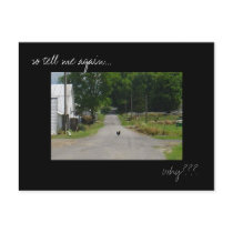 'Chicken Crossing Road' photo postcard by MarDar 'Chicken Crossing Road' photo postcard