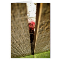 Chicken [Greeting Card]