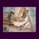 chicken hen art pet portrait post card cards art