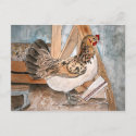 chicken hen art pet portrait post card cards art postcard