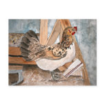 chicken hen art pet portrait post card cards art