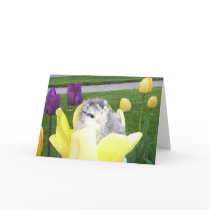 chicken in a tulip cards by LazyLuxury chicken in a tulip cards