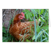 Chicken in the Grass Greeting Card