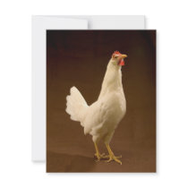 Chicken invitations by GPArkive Chicken invitations