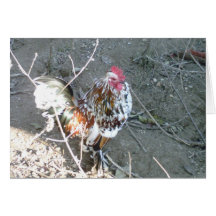 Chicken Late Birthday Cards