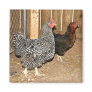 Chicken magnet