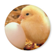 chicken magnets