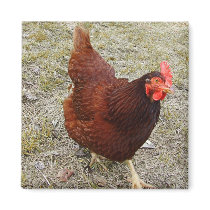 Chicken Magnets