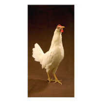 Chicken photo cards by GPArkive Chicken photo cards
