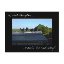 'Chicken Plans' photo postcard