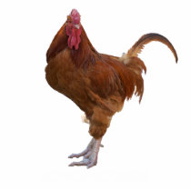 Chicken Statue photo sculptures