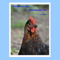 Chicken Wisdom - Feathers postcards