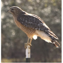 chickenhawk photo cut outs