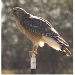 chickenhawk photo cut outs