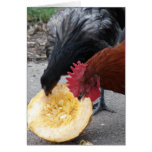 Chickens Eating Pumpkin Greeting Card