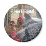 Chickens Magnet