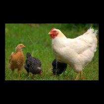 Chickens posters