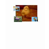 Chickens !!! t-shirts