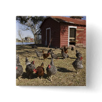 Chickens working grounds near hen house Cliburn