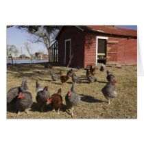 Chickens working grounds near hen house Cliburn