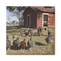 Chickens working grounds near hen house Cliburn