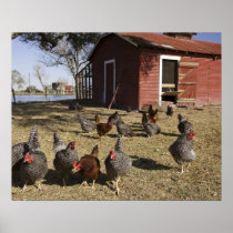 Chickens working grounds near hen house Cliburn