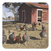 Chickens working grounds near hen house Cliburn