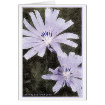 Chickory I cards
