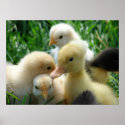 Chicks and Duckling print