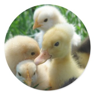 Chicks and Ducklings sticker