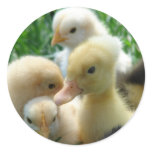 Chicks and Ducklings Round Sticker