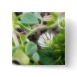Chickweed (Stellaria media) Flowers Pinback Buttons