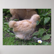 chicky poster