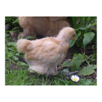 chicky posters
