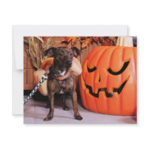 Chico - Chi-Weenie - Photo-2 invitations by FrankzPawPrintz Chico - Chi-Weenie - Photo-2 invitations