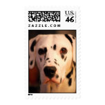 Chico Head shot Postage Stamp