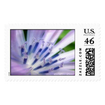 Chicory Flower Postage stamps