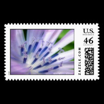 Chicory Flower Postage postage by Rajee1 Chicory Flower Postage postage