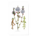 Chicory posters