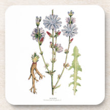 Chicory Vintage Botanical Coaster