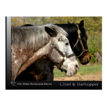 Chief - Appaloosa from the movie Prancer Post Card